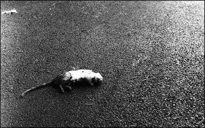 rat mort
Leica M3, summicron 50/2 DR, neopan 1600
