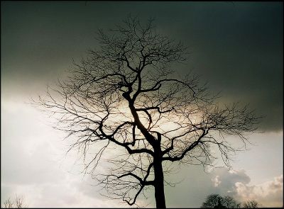 arbre7.jpg