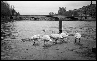 Paris plage hivernal
Olympus 35RC, Tri X @ 800
