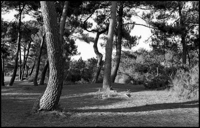 arbres du littoral breton
nikon F2SB, 35/2, tri-x
