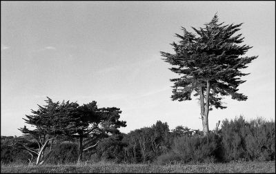 arbres du littoral breton
nikon F2SB, 35/2, tri-x
