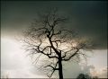 arbre7.jpg
