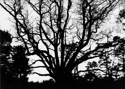 L'Arbre d'Amélie
Arbre remarquable de la forêt de Fontainebleau, grande ouverture, temps de pose autour de 1/125-1/250s.
Mots-clés: arbre forêt