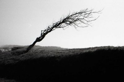 un arbre à colleville
eos 500,50mm 

