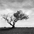 Arbre.jpg