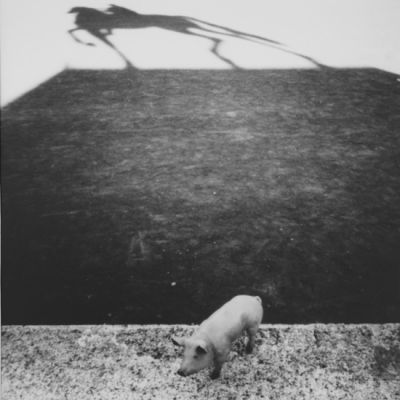 goldocochon550px.jpg