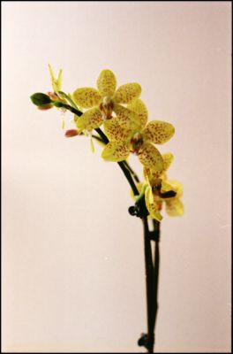 Orchidee_ScanNega_small.png