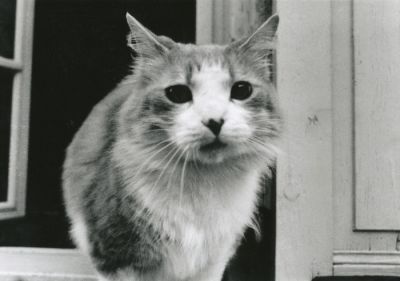 Le chat de Tonnerre (version N&B)
Il s'agit de l'agrandissement N&B d'un négatif couleur
