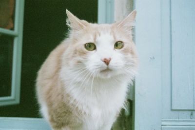 Le chat de Tonnerre (scan de négatif)
