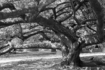 Arbre
