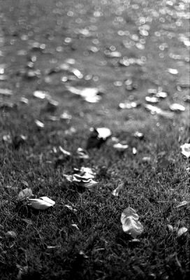 Nikkor 50/1.4 S-C
