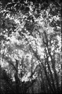 Voigtlander Nokton 35/1.4
