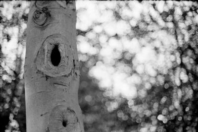 Nikkor 50/1.4 S-C
