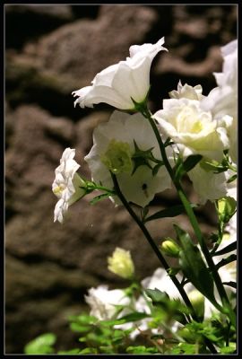 IMG_0013~1.jpg