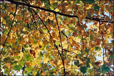 feuilles1.jpg