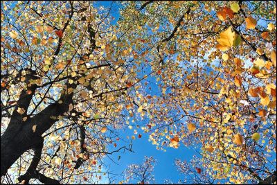 feuilles2.jpg