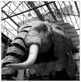 elephant1.jpg