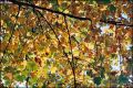 feuilles1.jpg