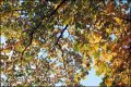 feuilles3.jpg