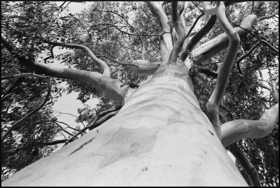 Eucalyptus2
