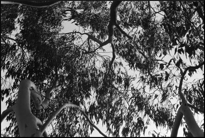 Eucalyptus1
