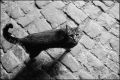 nega0008_25.jpg