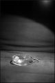 nega0010_017.jpg