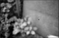 nega0015_010.jpg