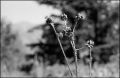 nega0015_017.jpg