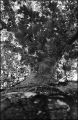 nega0024_006.jpg