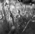 nega120_0005_004.jpg