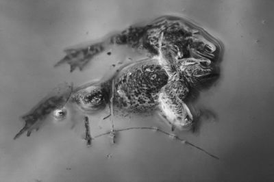 grenouilles002_-_Copie_(2).jpg