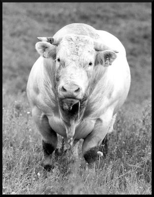 vache

