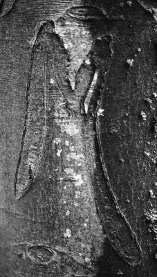 scarifiarbre010_-_Copie.jpg