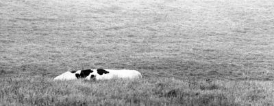 vache.jpg
