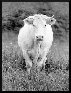 vache
