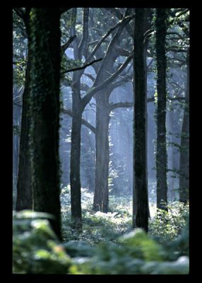 Chêne en forêt de Montauban de Bretagne
