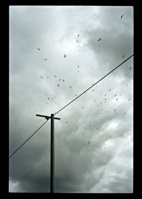 Les oiseaux

