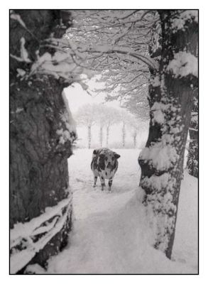 BD_noir_et_blanc_(40).jpg