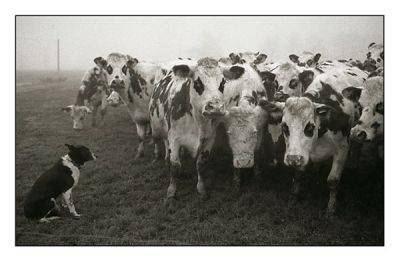 Tango, bon chien
