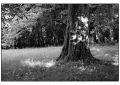 BD_noir_et_blanc_(124).jpg