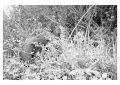 BD_noir_et_blanc_(16)~0.jpg