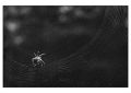 BD_noir_et_blanc_(30).jpg