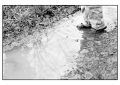 BD_noir_et_blanc_(75).jpg