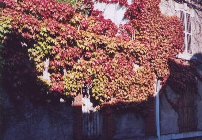 automne en ville
