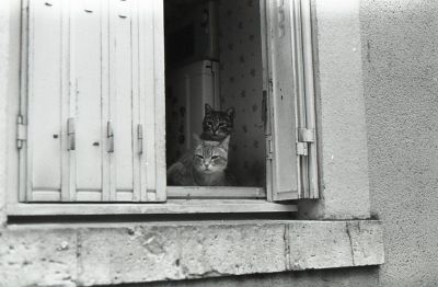muppet show :o)
x700 50mm apx
