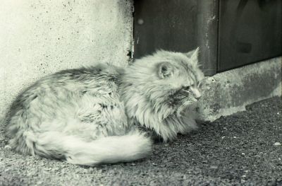 le chat sérieux
vieux quartier d'orleans, résidence de chats ! x700 50mm et neaopan acros
