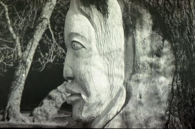 l'oeil de l'arbre
x700 135mm acros 100

