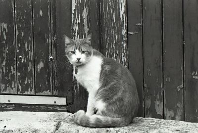 la pose 
x700 apx 50mm
