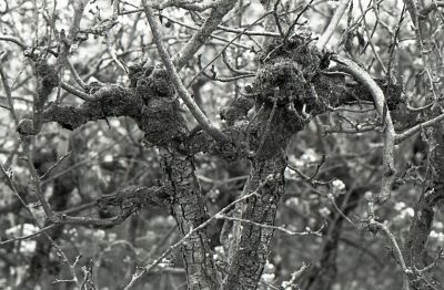 les mechantes branches :o)
x700 apx & 200mm
